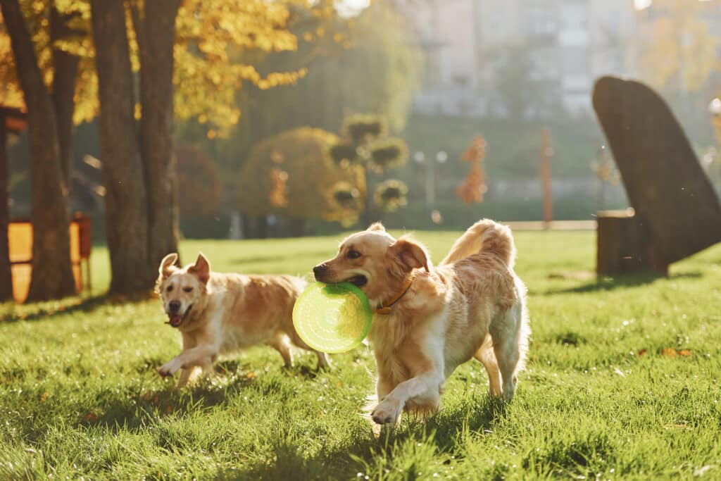 Dog Park Cleanup